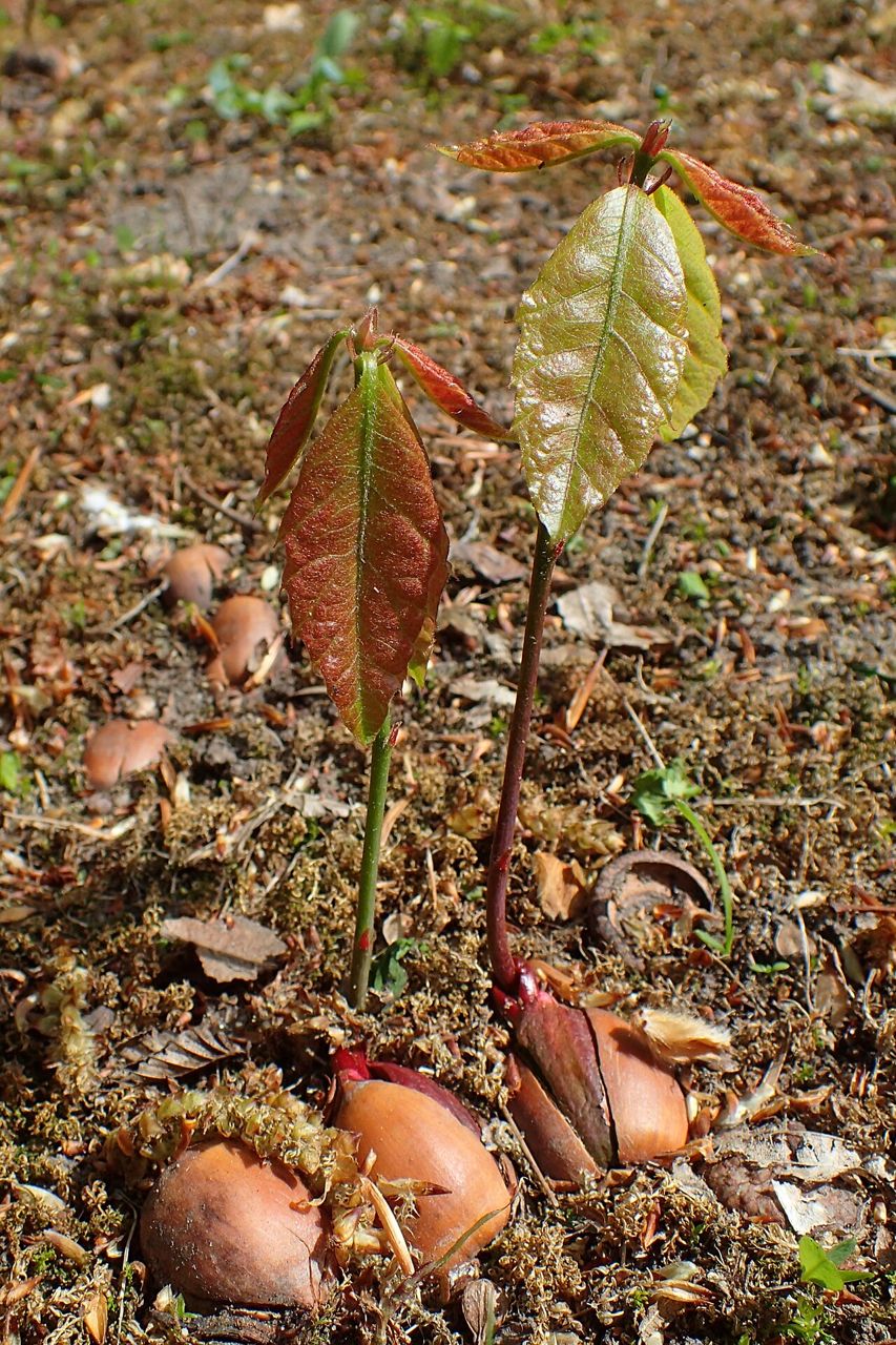 Red oak seedlings sprouting from acorns