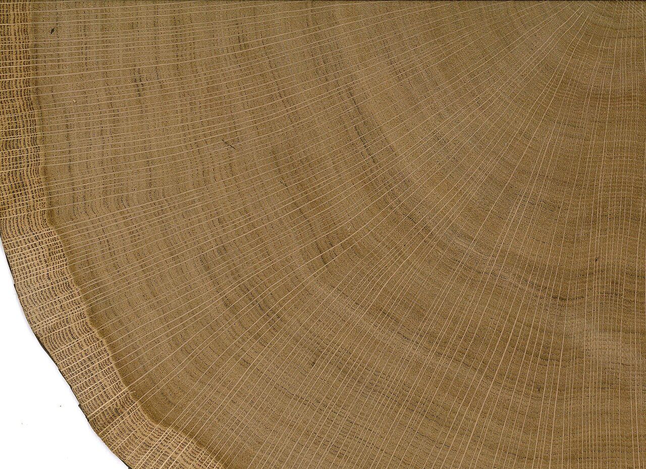 Cross-section of an oak log showing growth rings